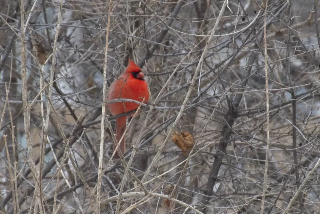 male cardinal in tree in winter at Pheasant Branch Conservancy Middleton Wisconsin