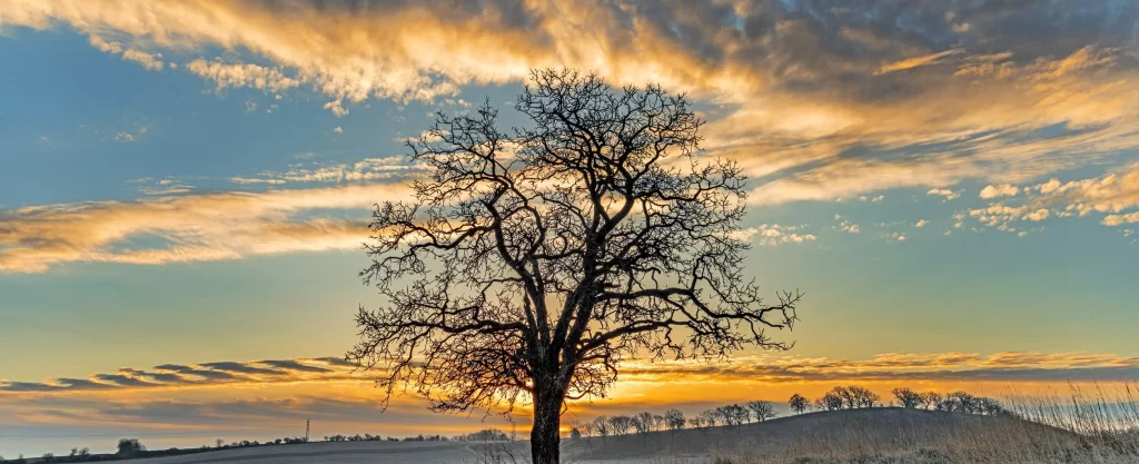 Lone tree at sunset in the snow covered Pheasant Branch Conservancy