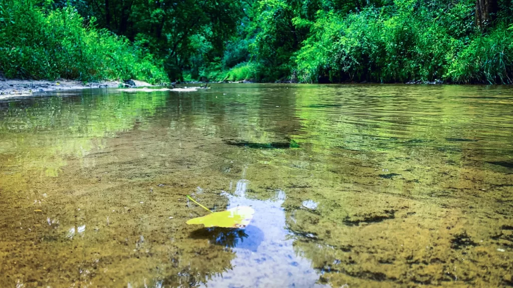 Lead floating in the water at Pheasant Branch Conservancy in Middleton, Wisconsin