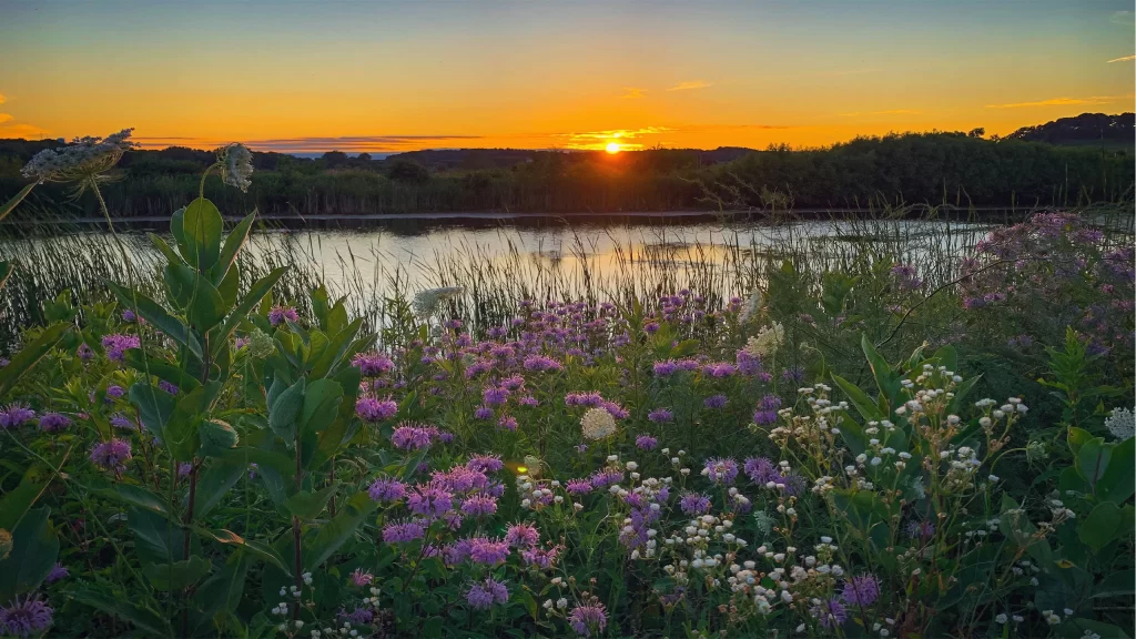 Sunset at Pheasant Branch Conservancy with purple flowers