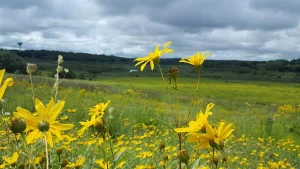 Yellow flowers in the prairie at Pheasant Branch Conservancy in Middleton, Wisconsin