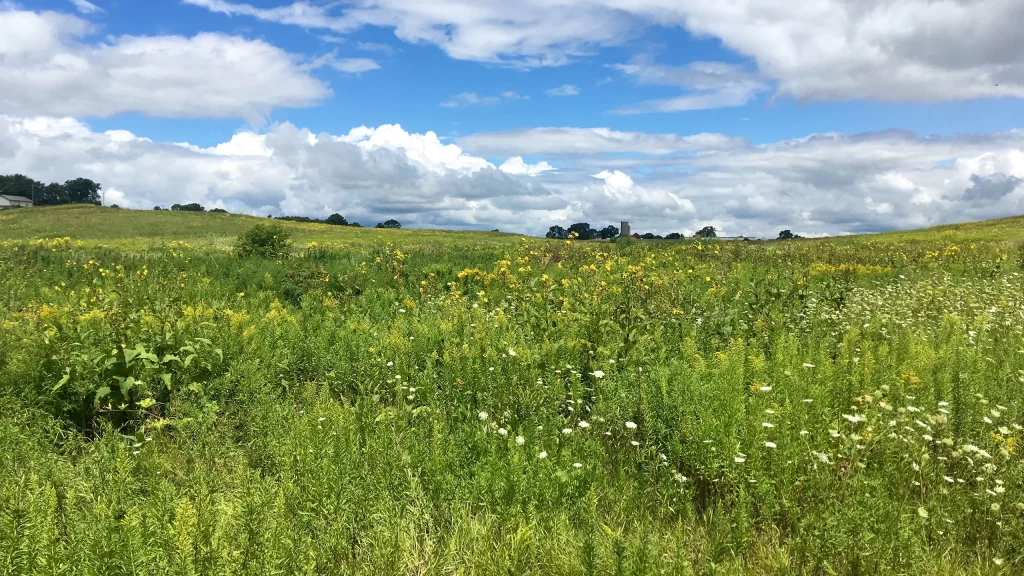 Prairie at Pheasant Branch Conservancy in Middleton, Wisconsin