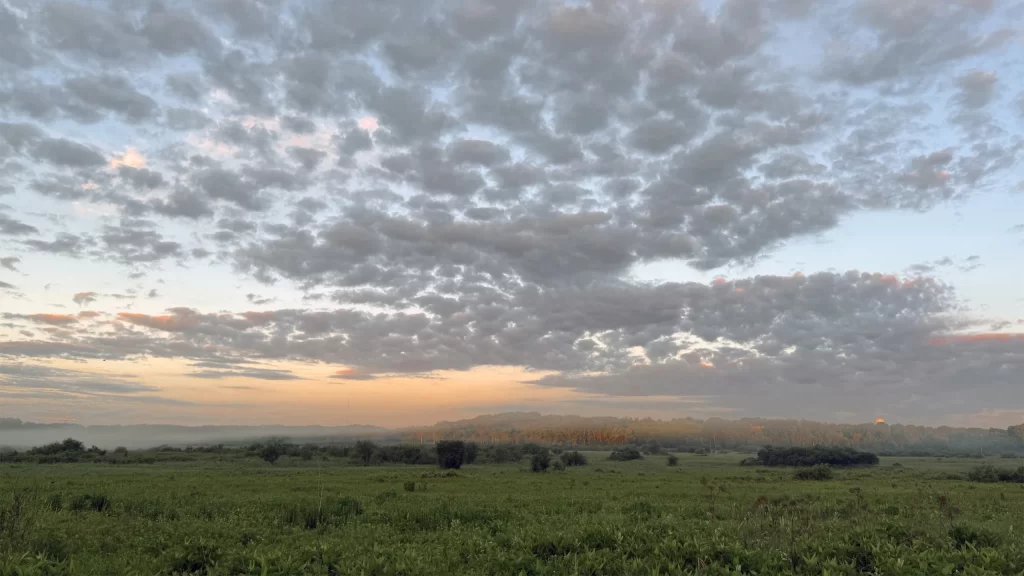 Pheasant Branch Conservancy looking West across the prairie in the early morning on the longest day of the year