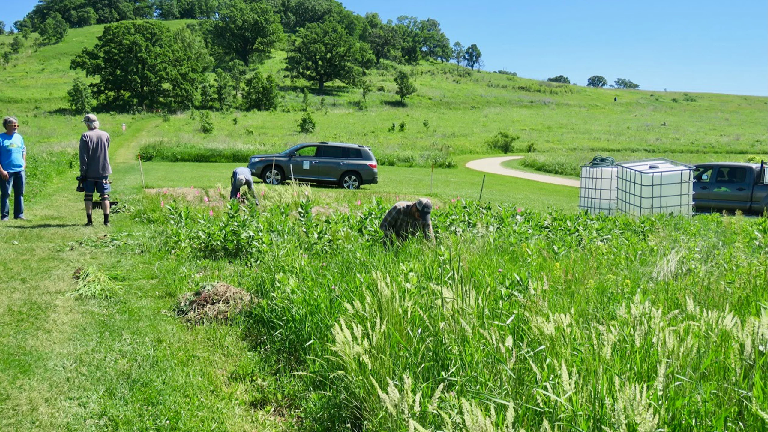 Volunteer Weed Warriors at Pheasant Branch Conservancy