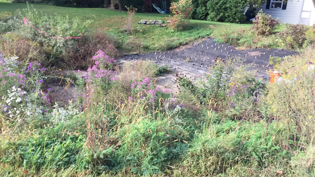 Rain Gardens in the fall