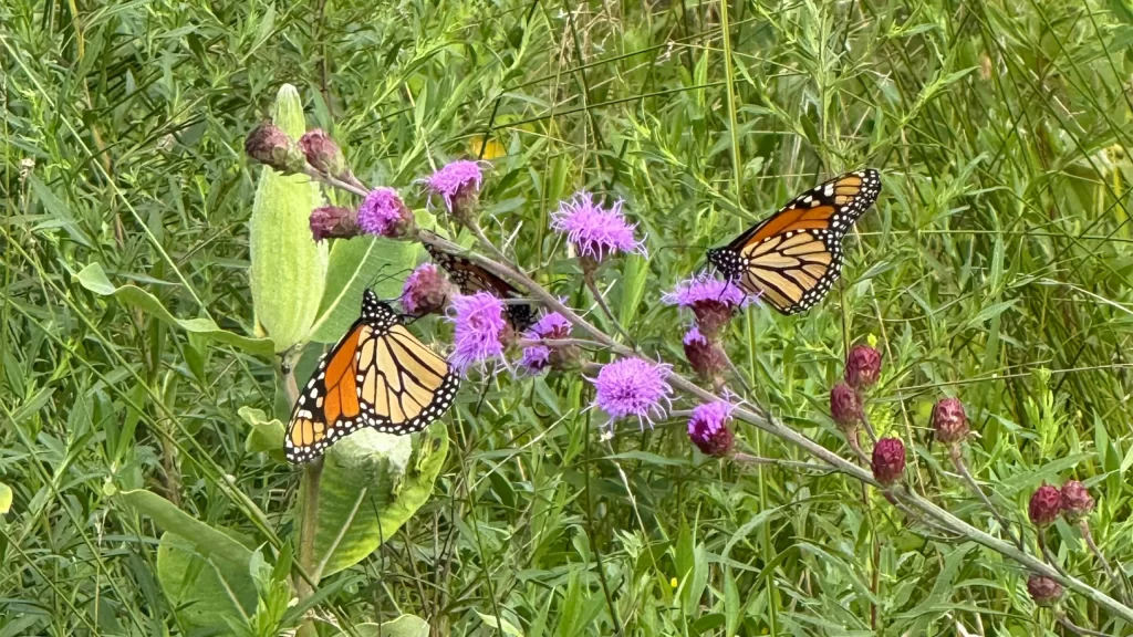 Monarch butterflies on plants at Pheasant Branch Conservancy