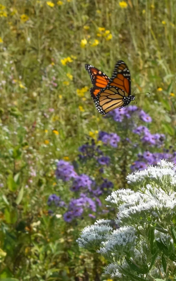 Prairie flowers and butterly at Pheasant Branch Conservancy in Middleton Wisconsin