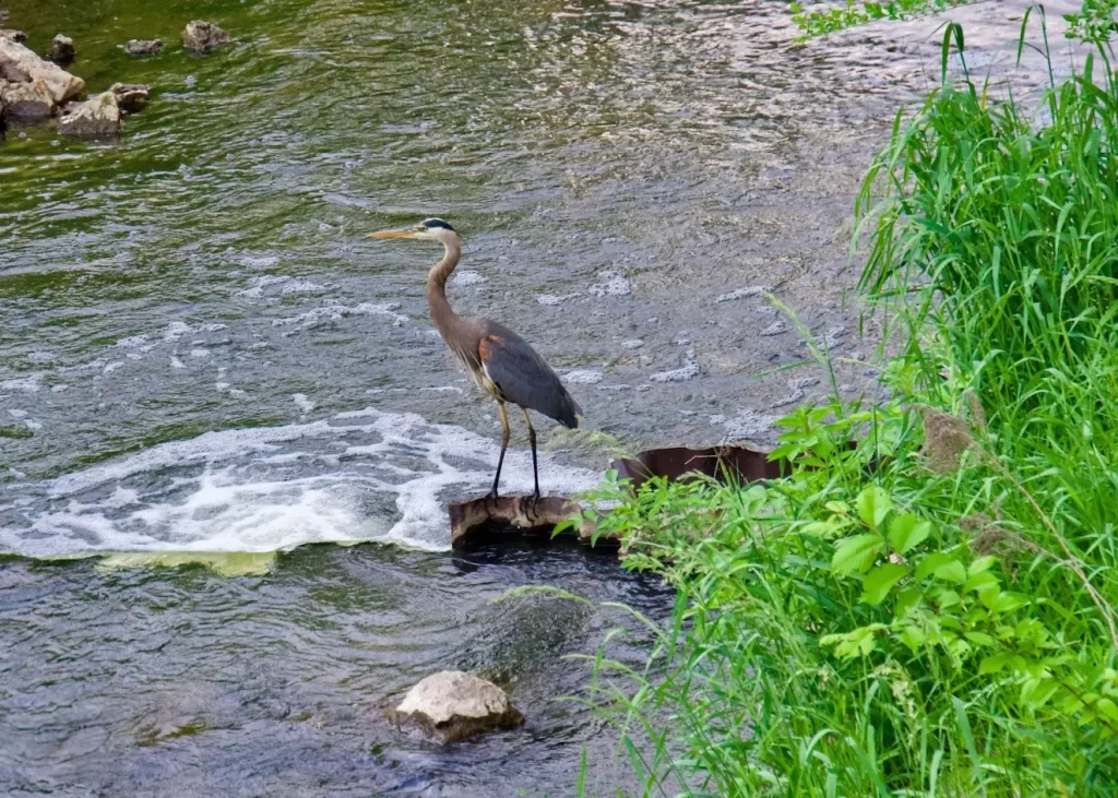 Crane on overlooking the water at Pheasant Branch Conservancy in Middleton, Wisconsin