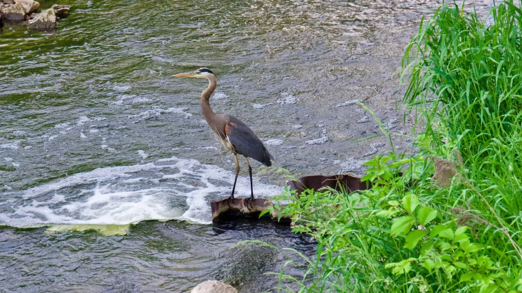 Crane over looking the water at Pheasant Branch Conservancy