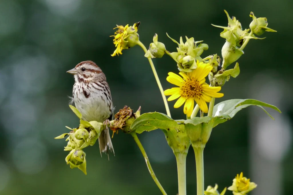 Song Sparrow sitting on a plant