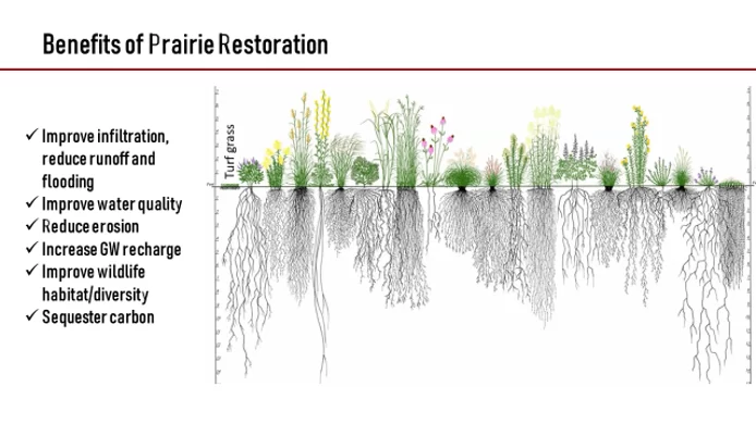 Benefit of Prairie Restoration