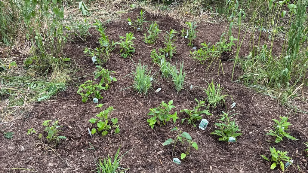 Rain Garden Nursery