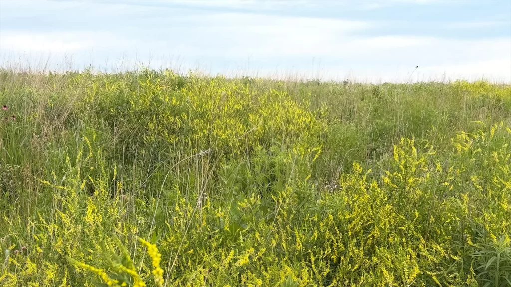 The platinum prairie at Pheasant Branch Conservancy in Middleton WI