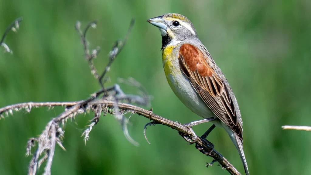 Dickcissel on a branch at Pheasant Branch Conservancy in Middleton Wisconsin