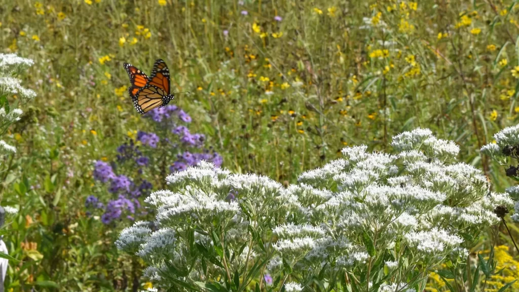 Monarch butterfly on flowers in Pheasant Branch Conservancy Middleton WI