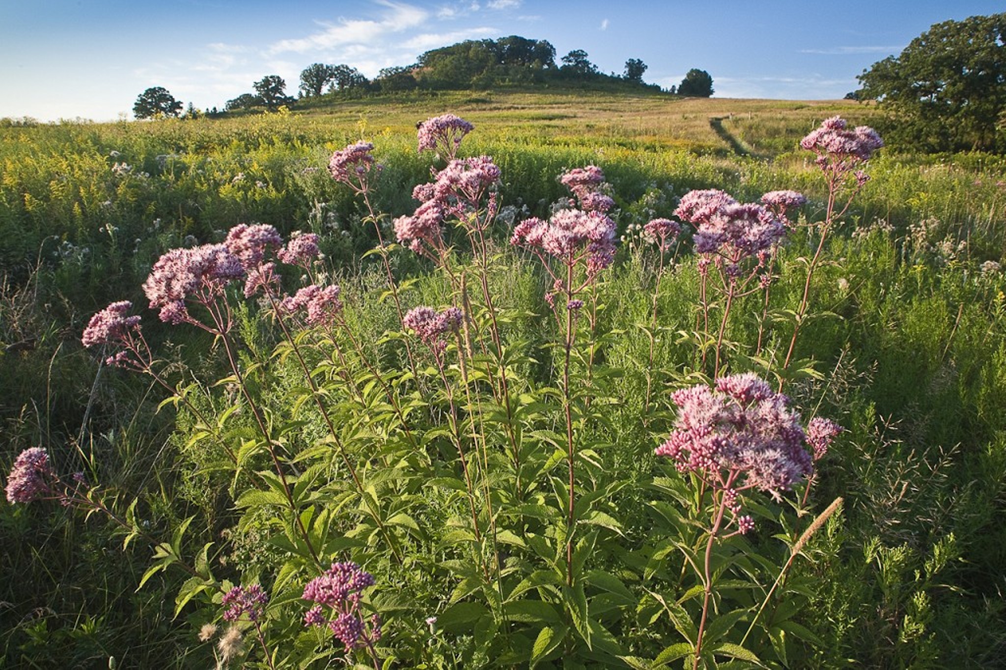 Conservancy photo