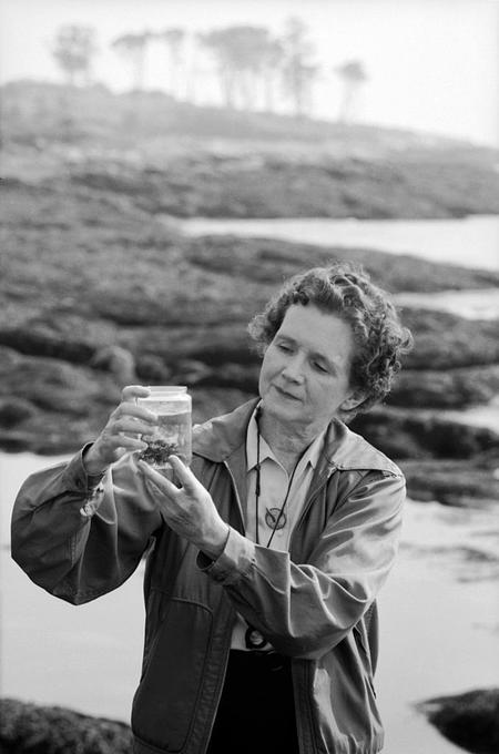 Rachel Carson examining a specimen Alfred Eisenstaedt/The LIFE Picture Collection/Getty Images