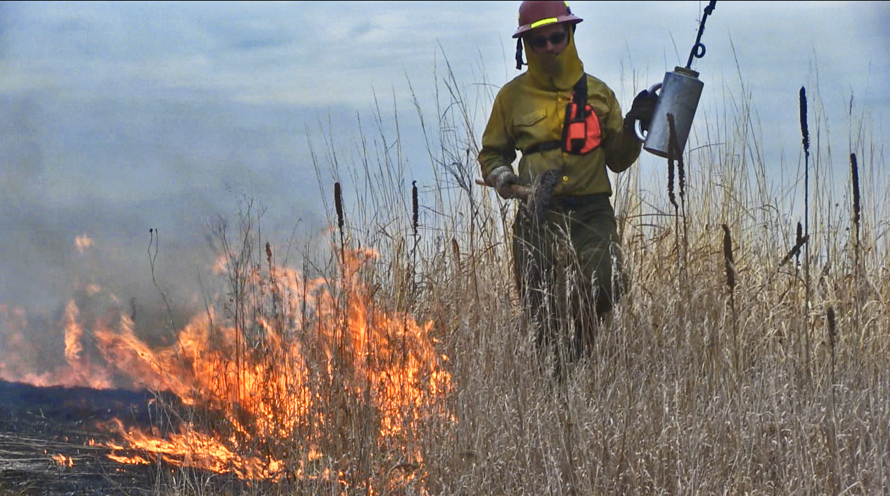 prescribed fire