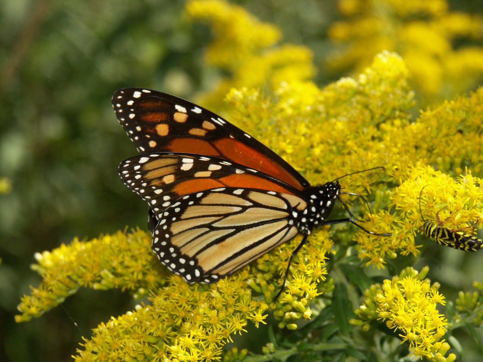 monarch on goldenrod photo