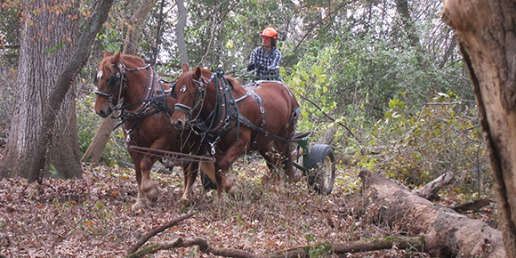 horse drawn logging cart