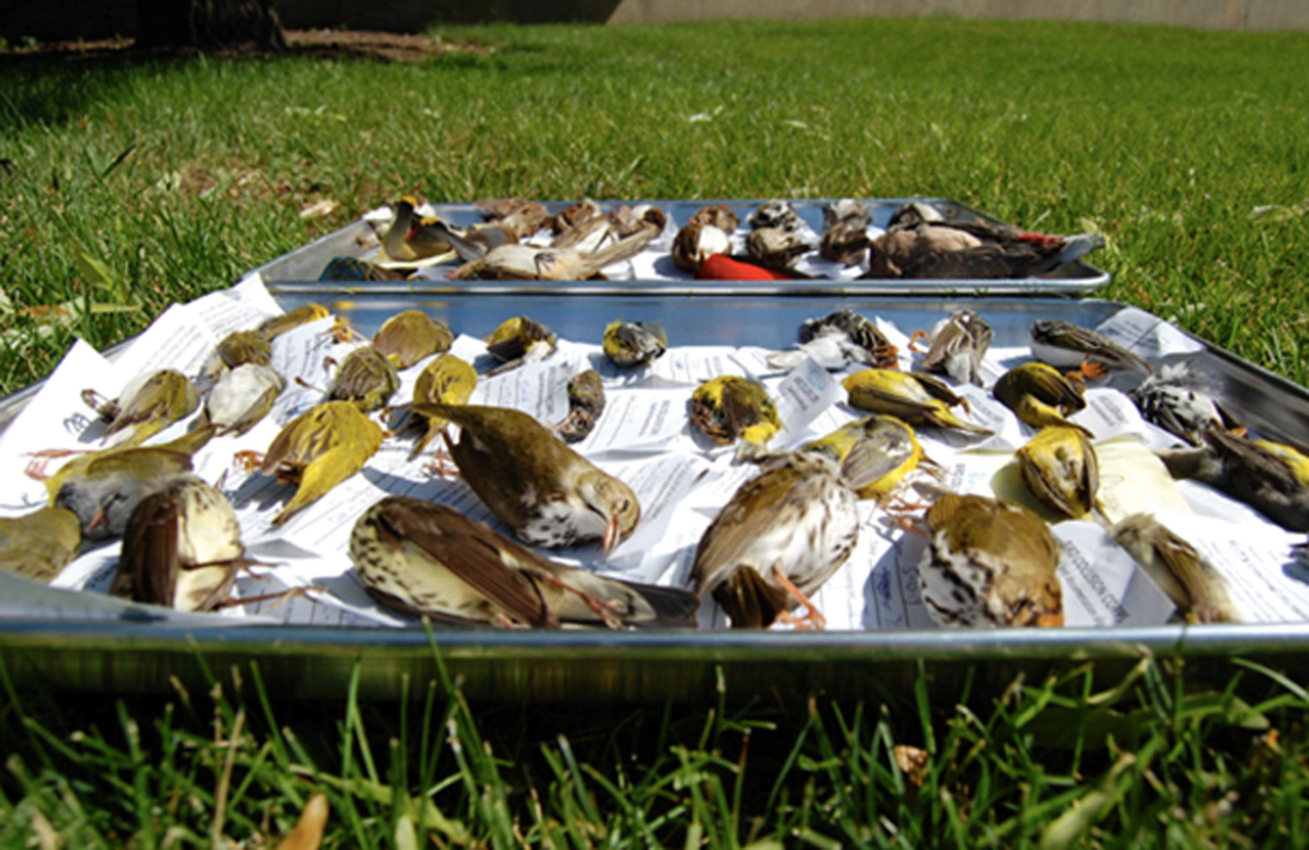 Bird specimens collected by volunteers in the Bird Collision Corps give a snapshot of the diversity and magnitude of the bird-window collision problem at a local scale.