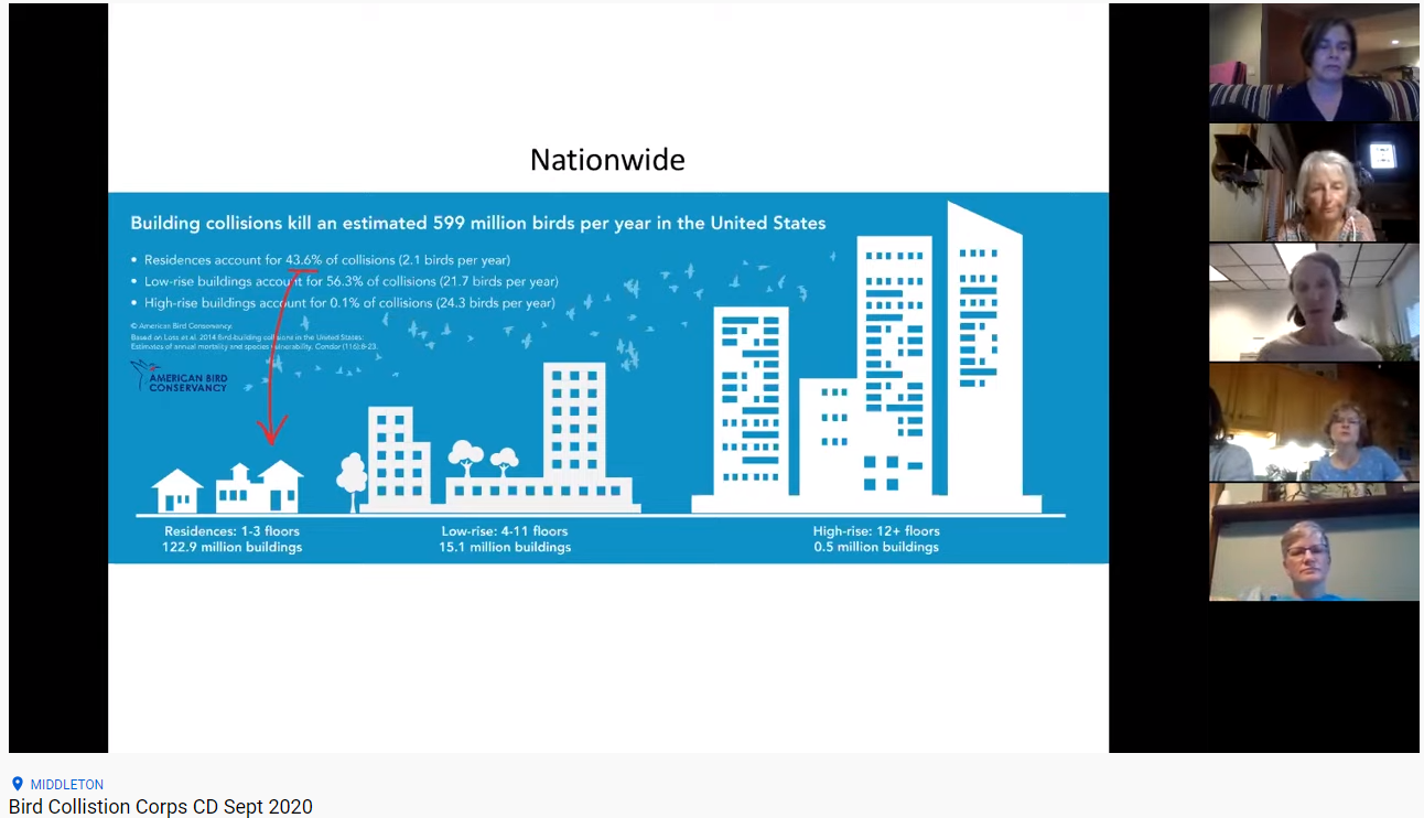 screenshot of bird collision corp Conservancy Day virtual program