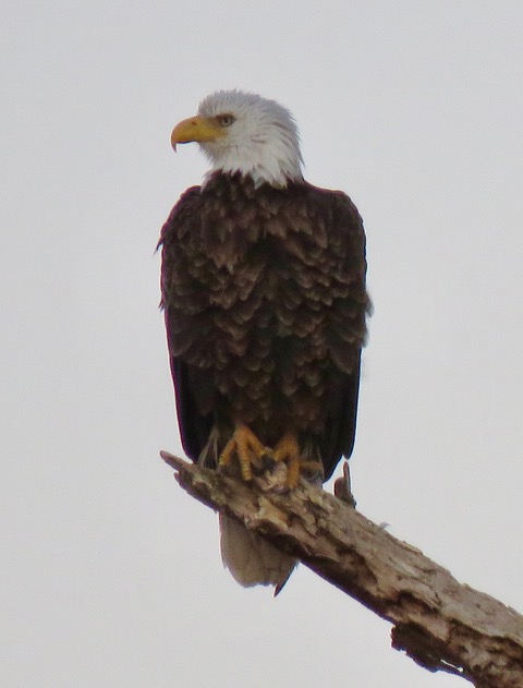 An eagle perched on a branch