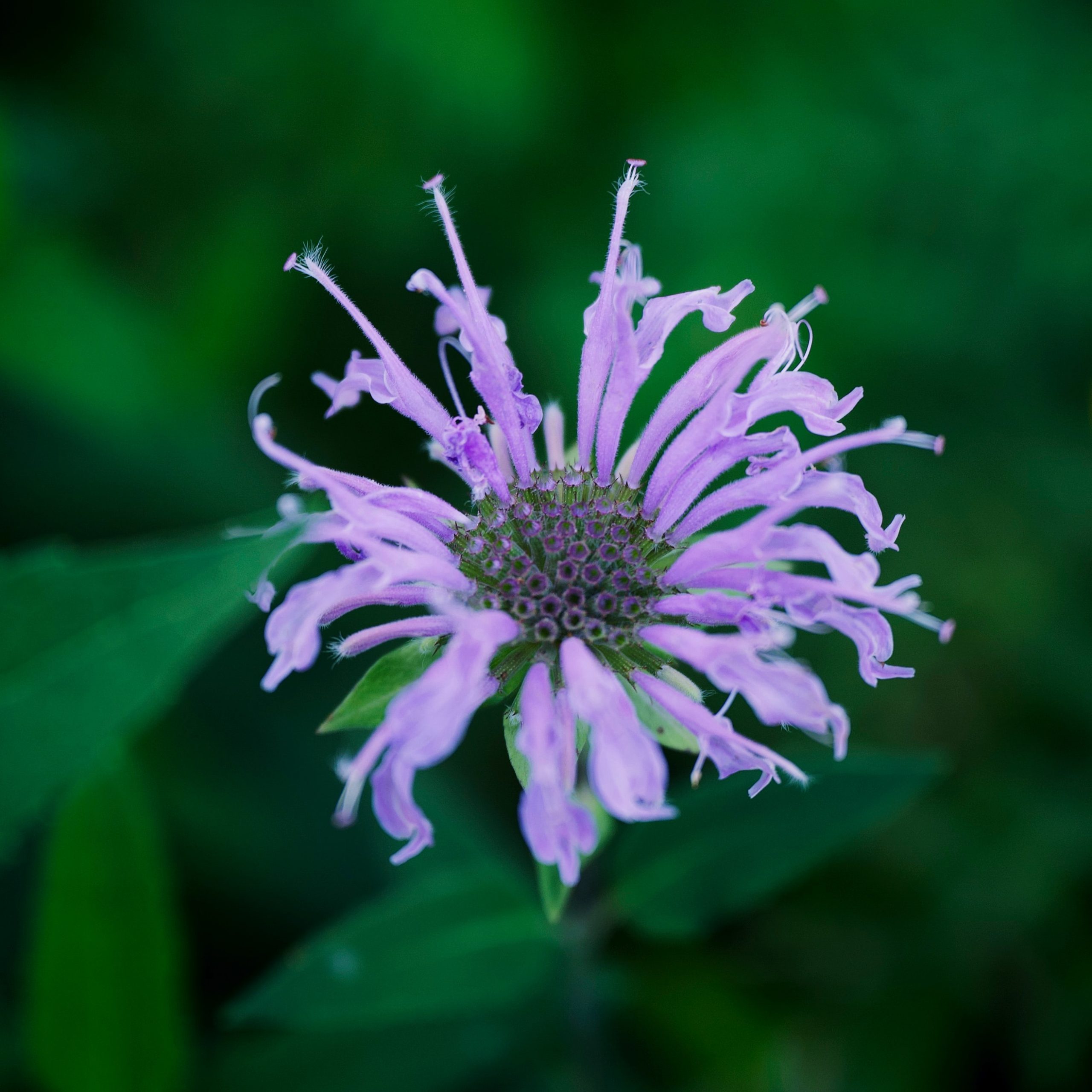 bergamot flower