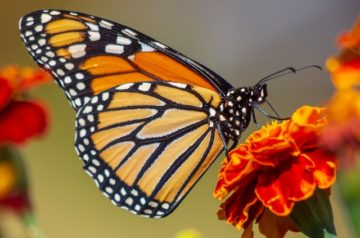 monarch butterfly on flower