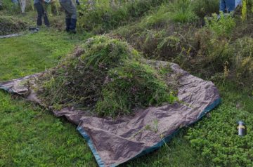 Volunteers removing invasive oregano from Bock Forest