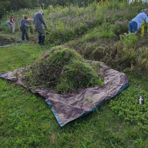 Volunteers removing invasive oregano from Bock Forest