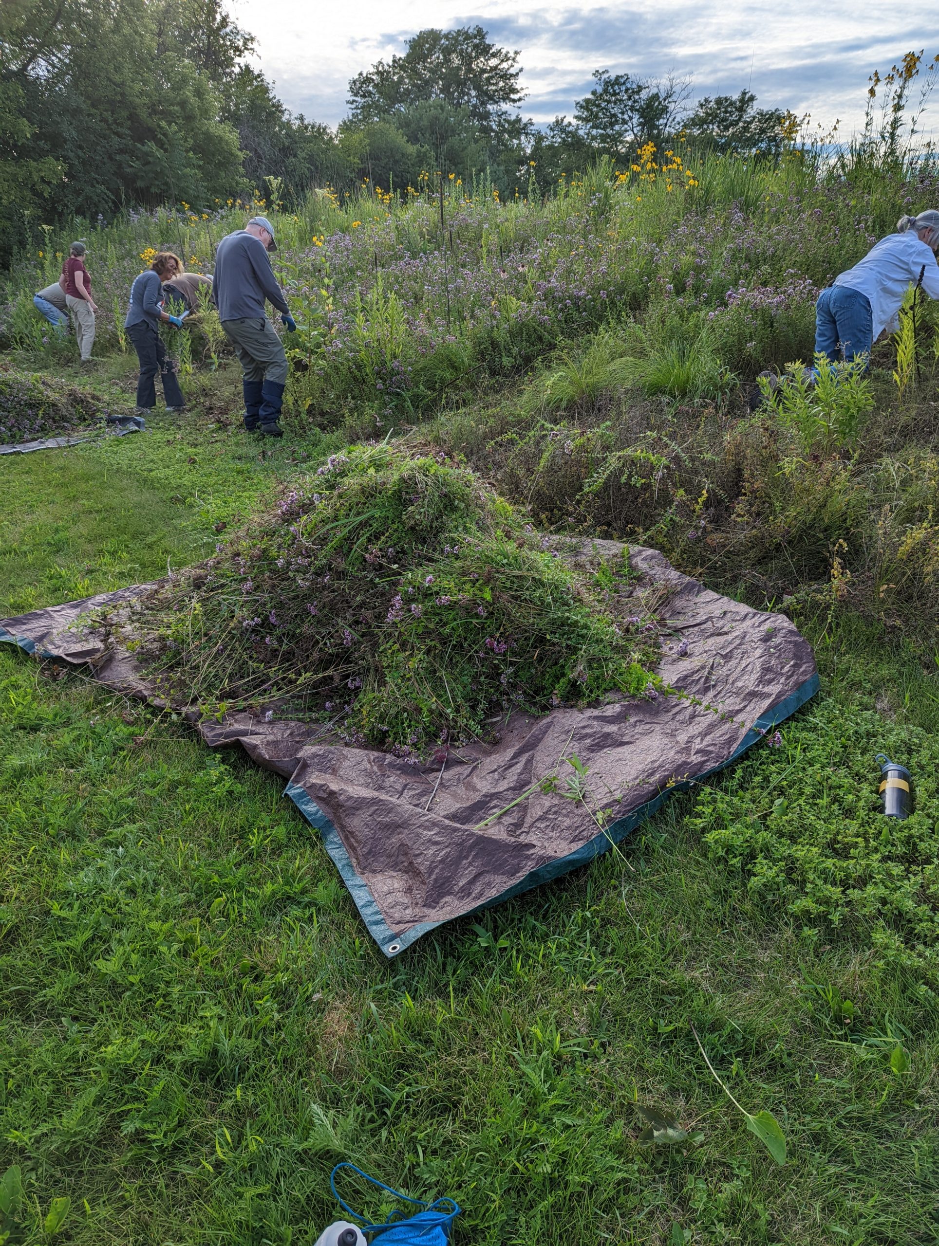 Volunteers removing invasive oregano from Bock Forest