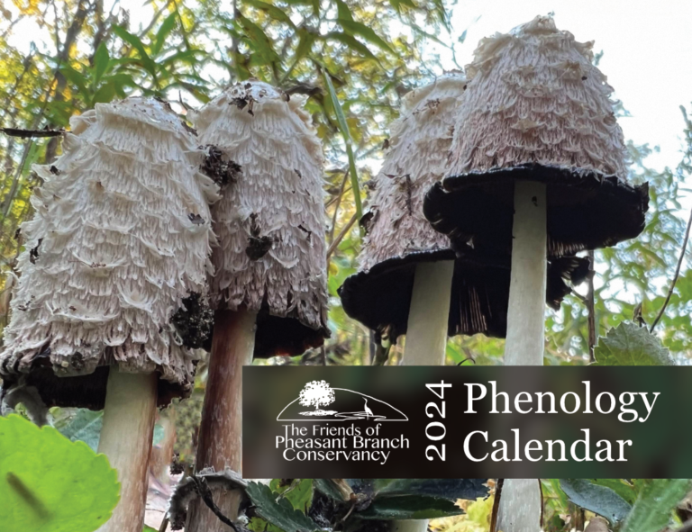 2024 Phenology Calendar Available now – Friends of Pheasant Branch