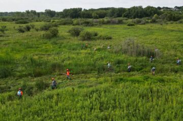 Invasive species removal at Pheasant Branch Conservancy