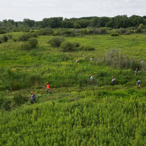 Invasive species removal at Pheasant Branch Conservancy