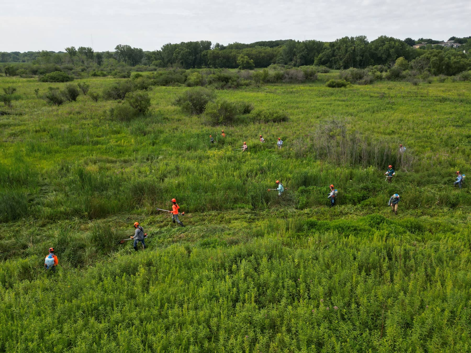 Invasive species removal at Pheasant Branch Conservancy