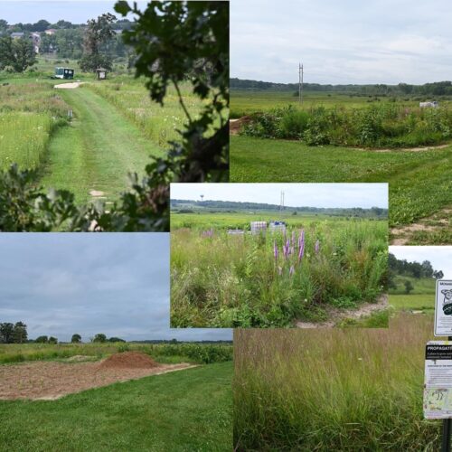 The Pheasant Branch Conservancy propagation garden was just a grassy, weedy parking lot in 2019