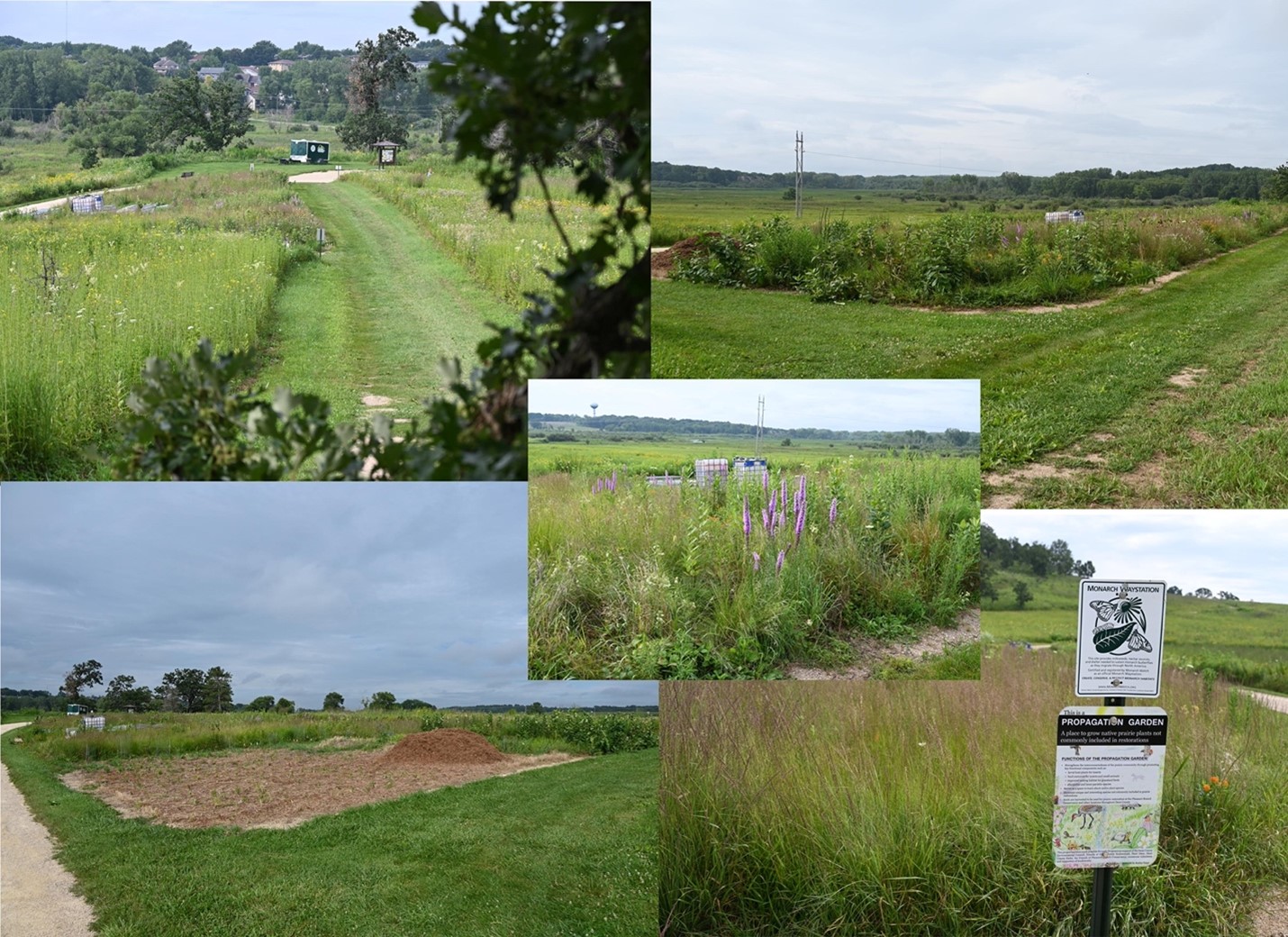 The Pheasant Branch Conservancy propagation garden was just a grassy, weedy parking lot in 2019