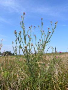 Plumeless Thistle is part of the tarted weeding and other management techniques at Pheasant Branch Conservancy