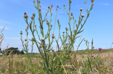 Plumeless Thistle is part of the tarted weeding and other management techniques at Pheasant Branch Conservancy