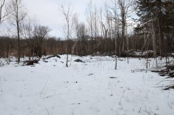 Invasive species removal on southeast corridor trail at Pheasant Branch Conservancy