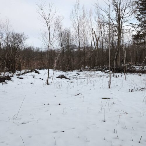 Invasive species removal on southeast corridor trail at Pheasant Branch Conservancy