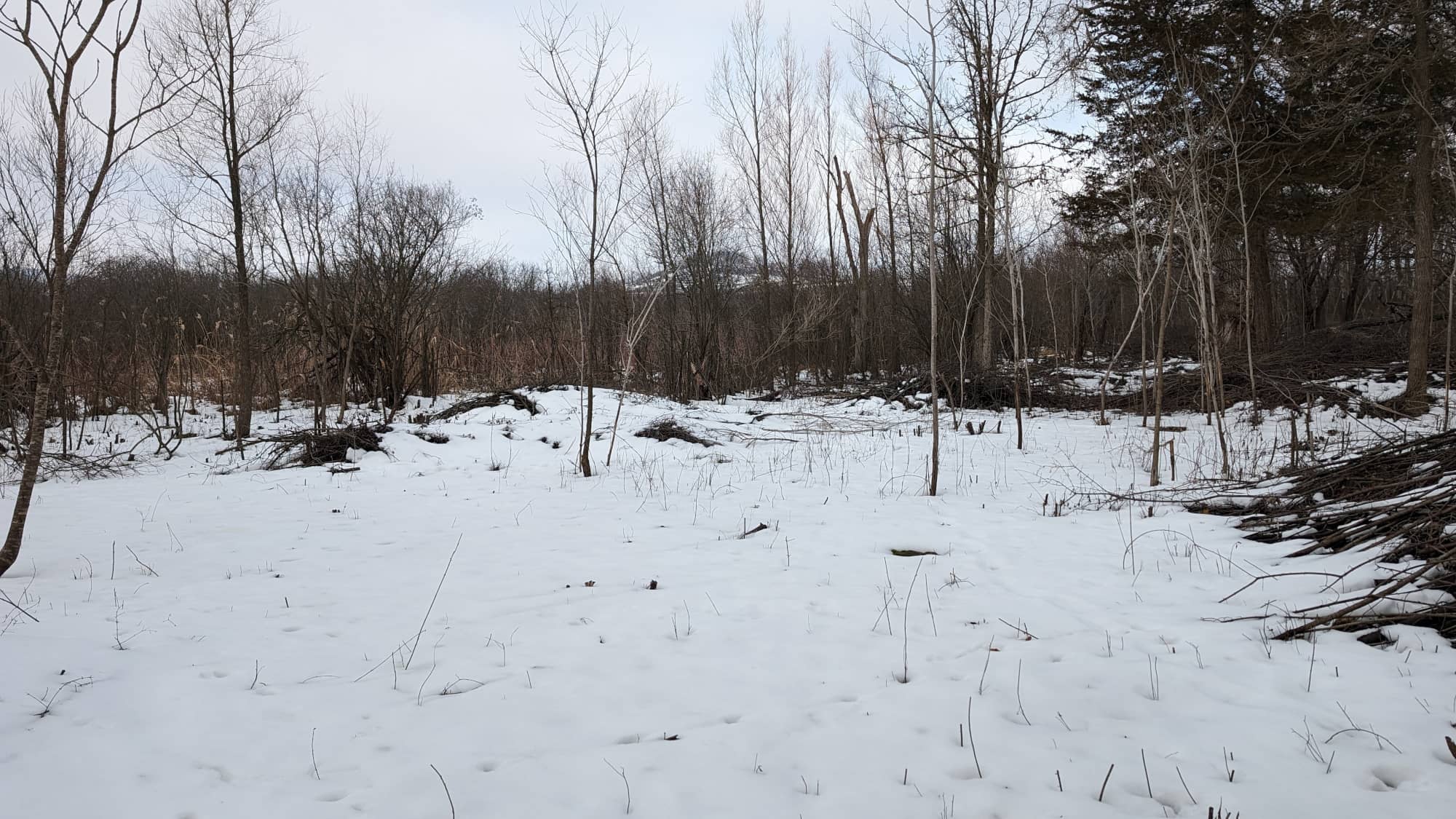 Invasive species removal on southeast corridor trail at Pheasant Branch Conservancy