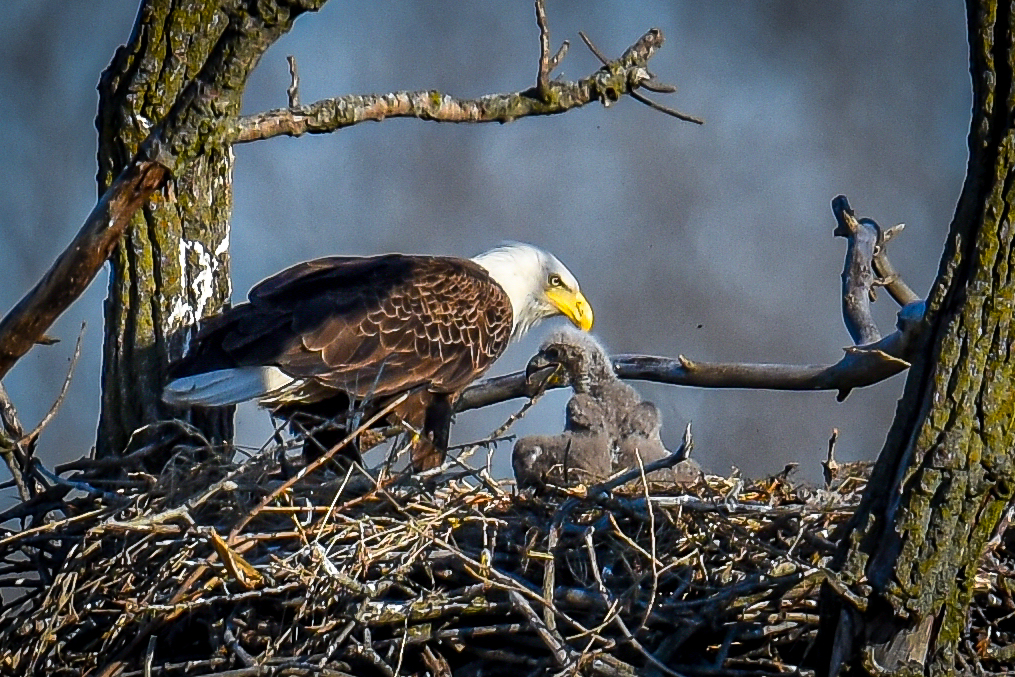 Eaglet 4 weeks