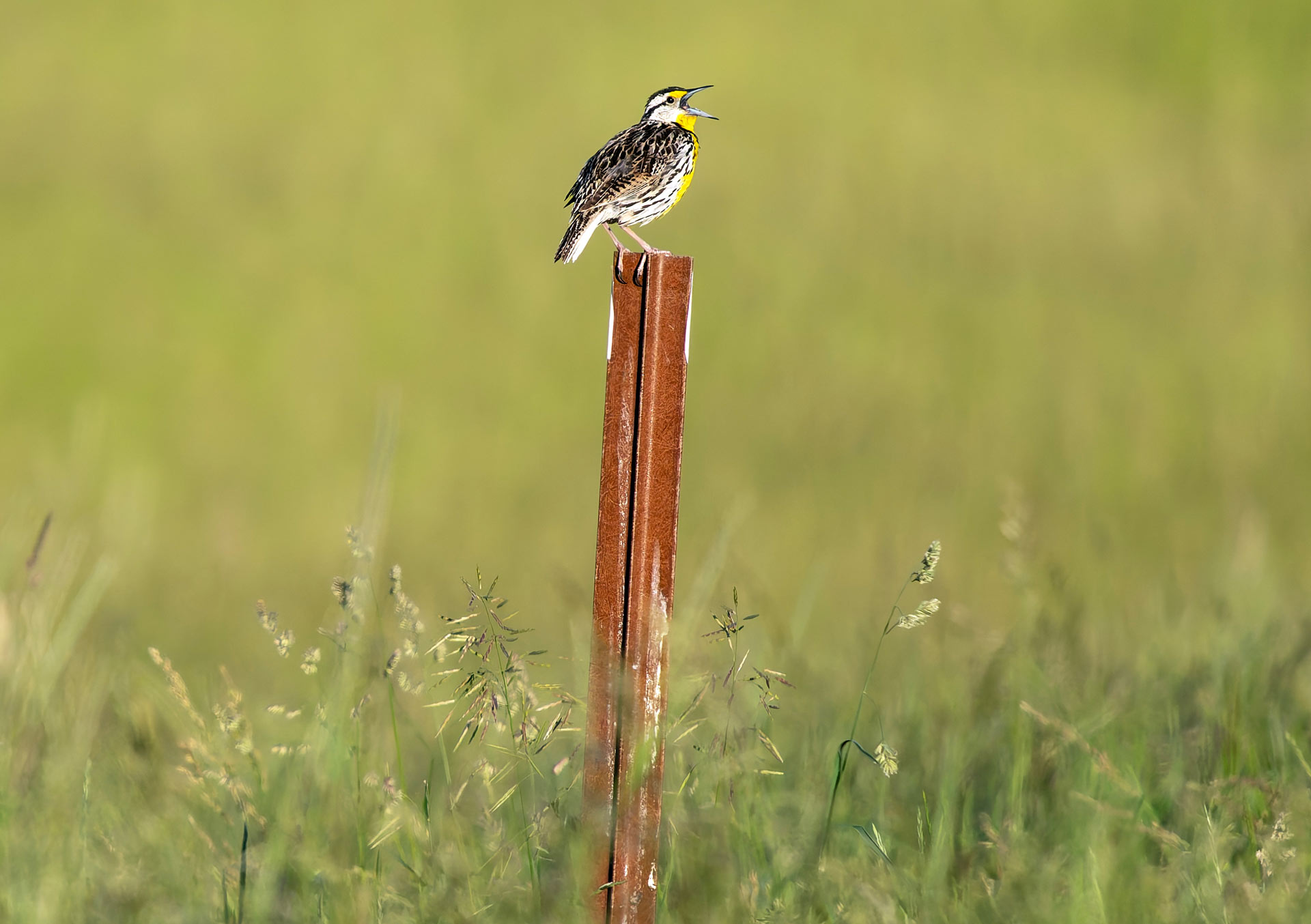 Meadowlark at Pheasant Branch Conservancy Middleton Wisconsin