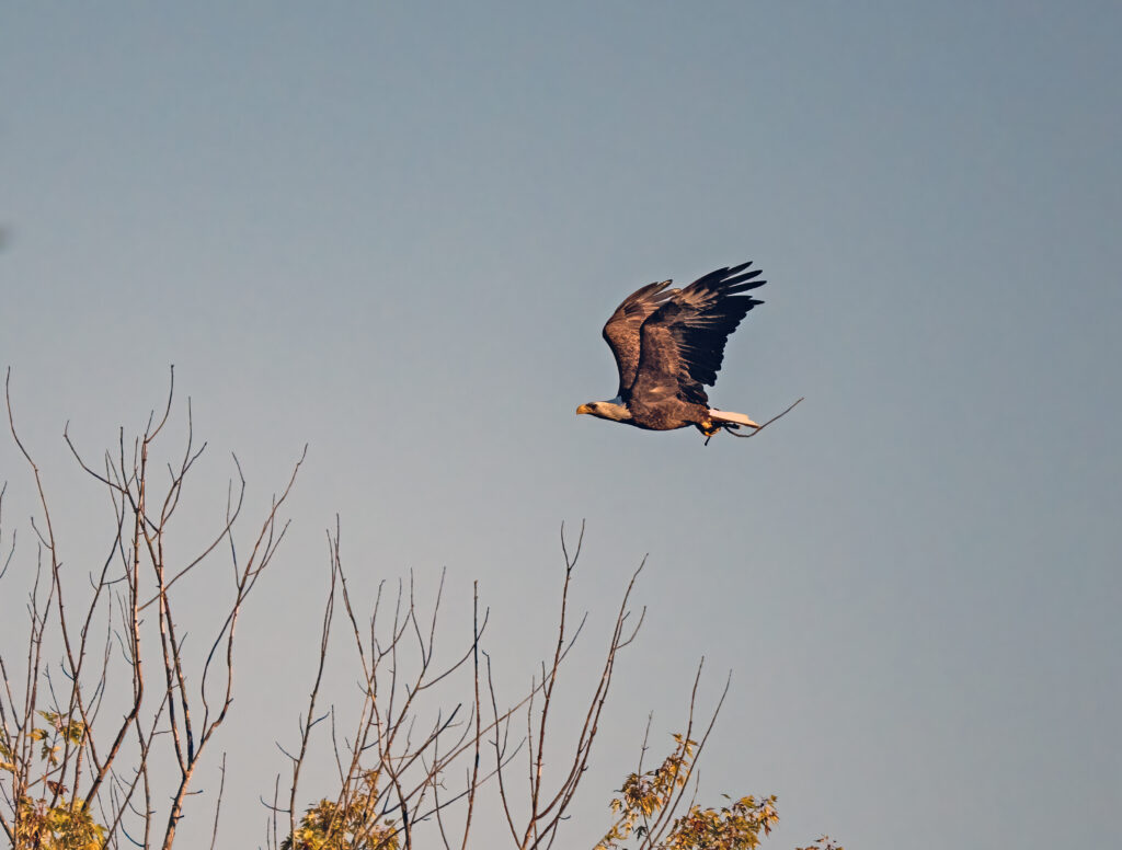 Eagle carrying stick for building the new nest.