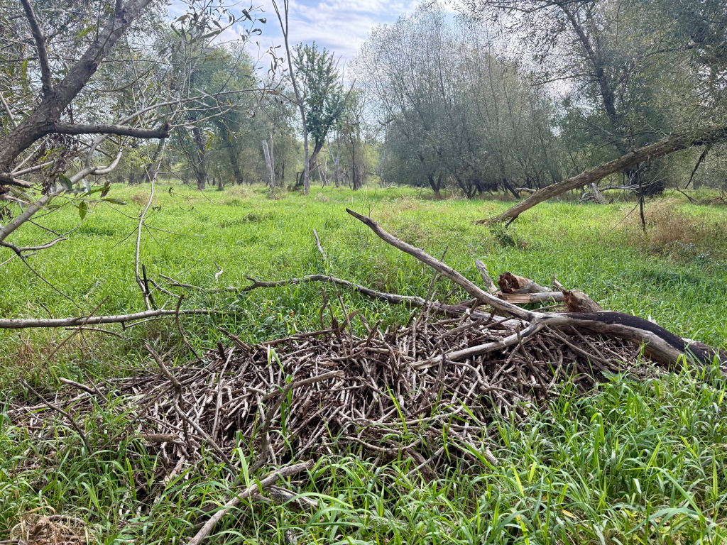 Downed bald eagle nest in Pheasant Branch Conservancy