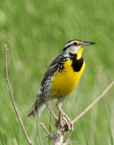 Meadowlarks are designated as a species of Significant Decline in Wisconsin (Photo: Judith Harackiewicz)