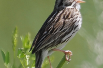 Savannah Sparrow (Photo: Deb Turski)