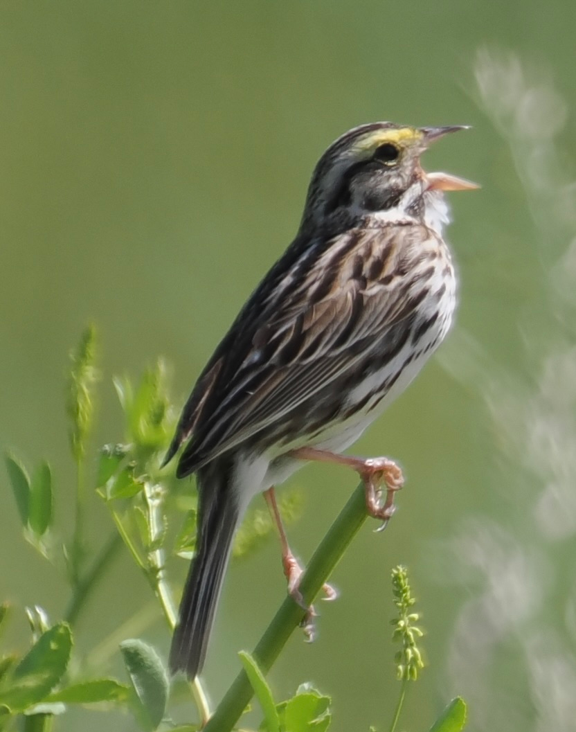 Savannah Sparrow (Photo: Deb Turski)